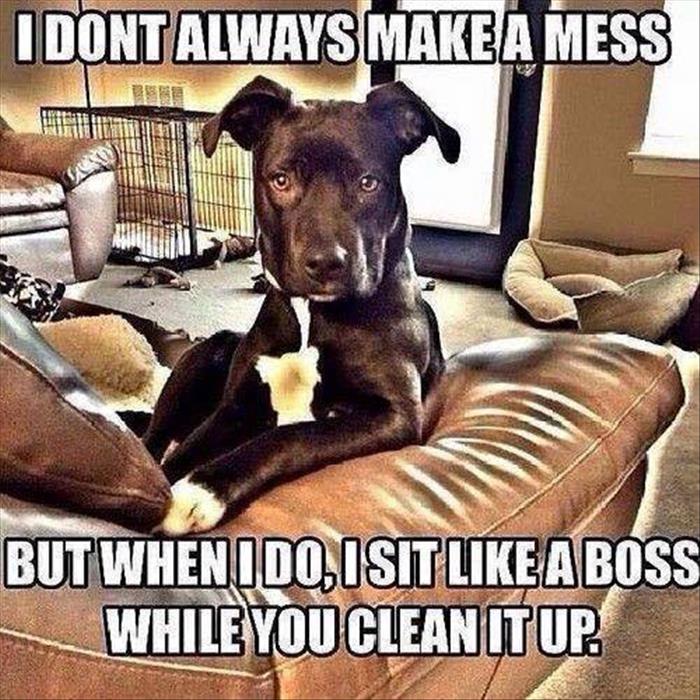 dogs make a mess