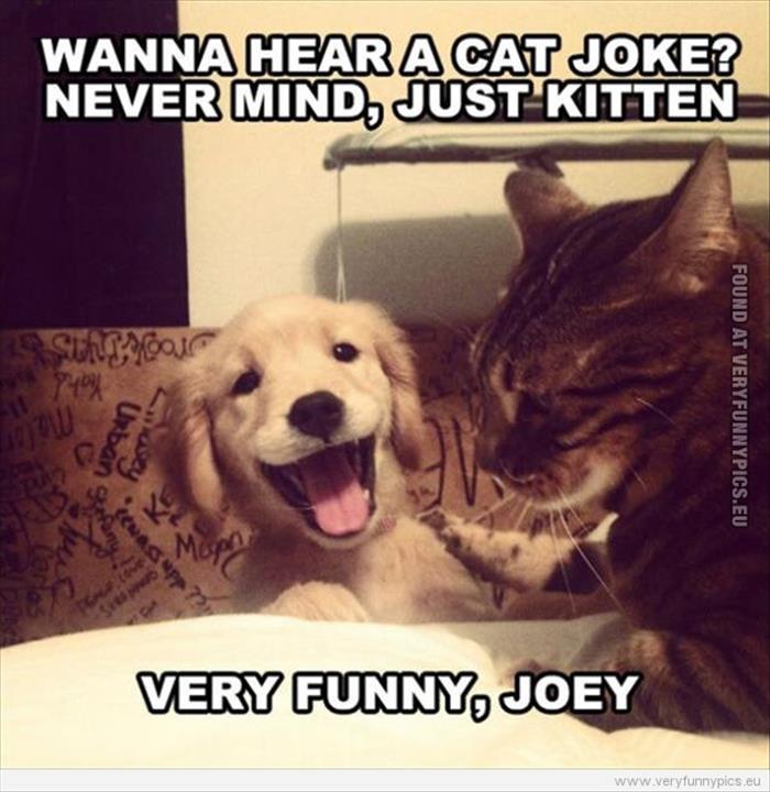 funny animals (9)