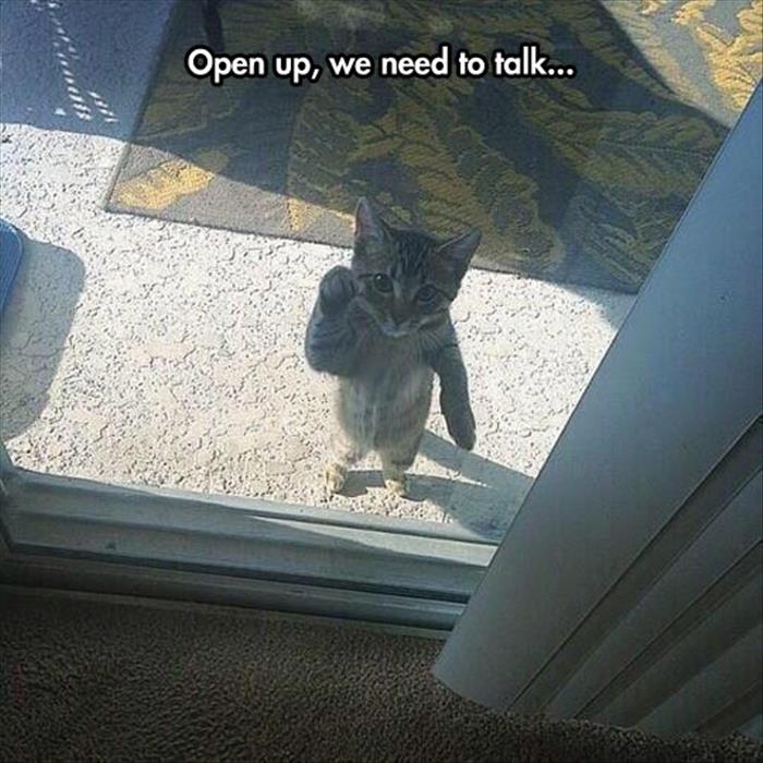 funny-cat-door-glass-knocking