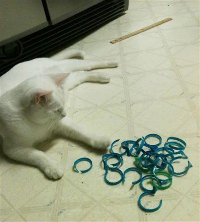 milk ring cat toy