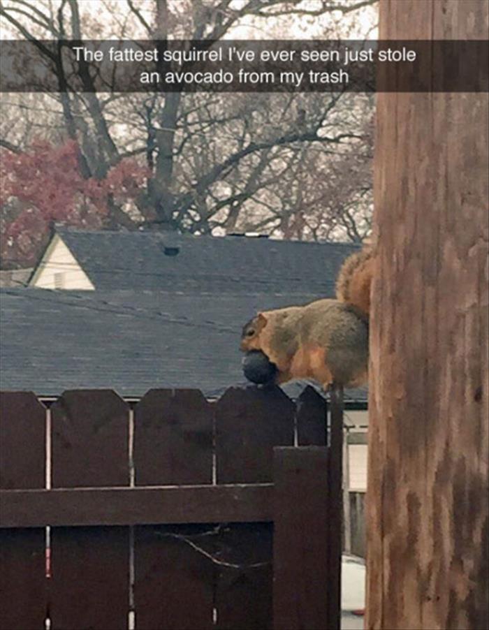 the fat squirrel