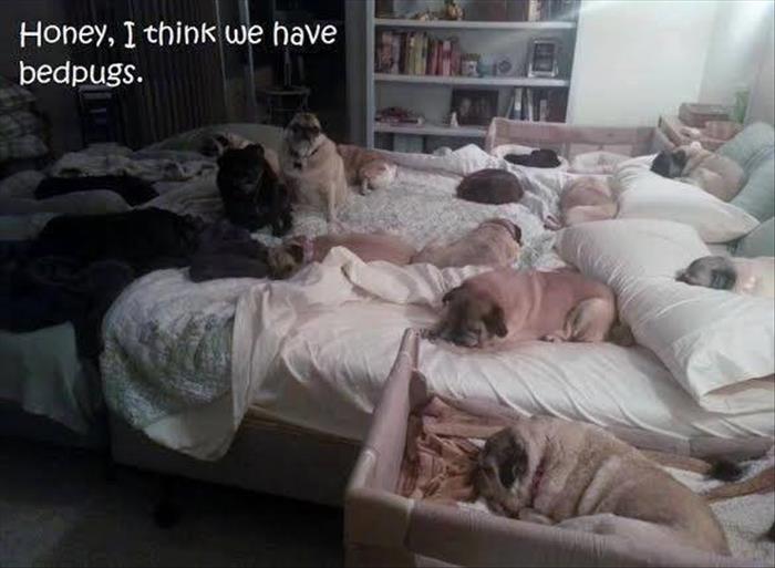 we have bed pugs