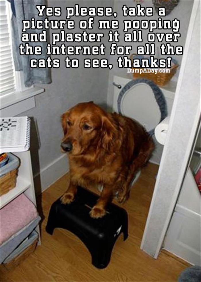 Picture-of-dog-using-toilet
