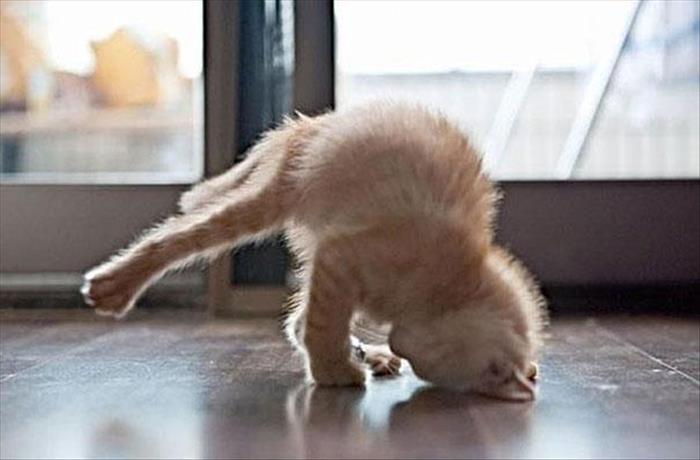 animals yoga (14)