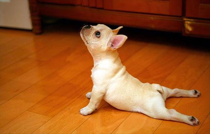 animals yoga (2)