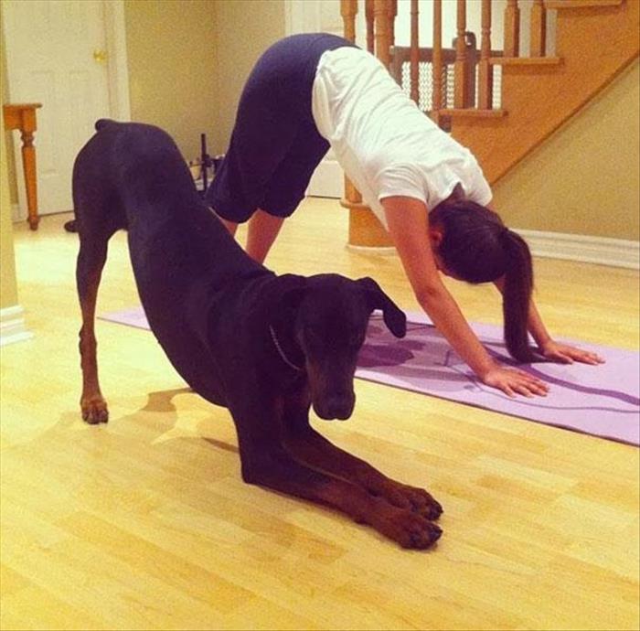 animals yoga (23)