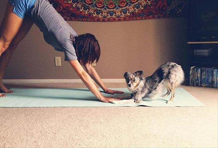 animals yoga (8)