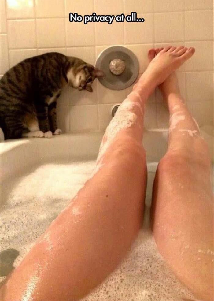 cat gives me no privacy