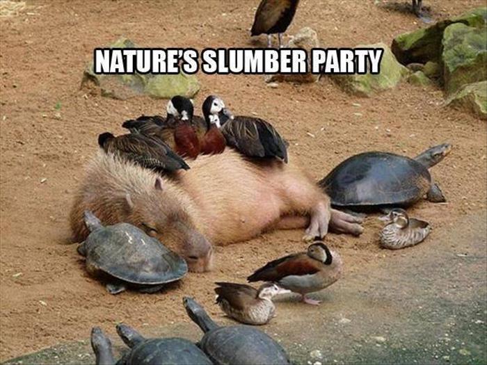 funny animals (10)