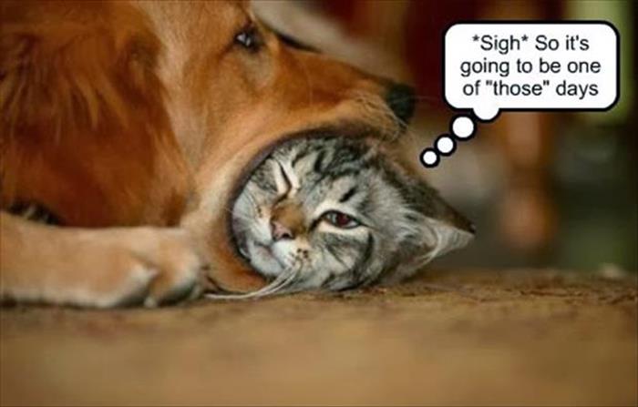 funny animals (13)