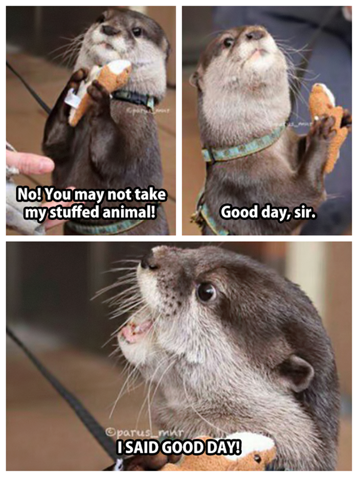 funny animals (2)