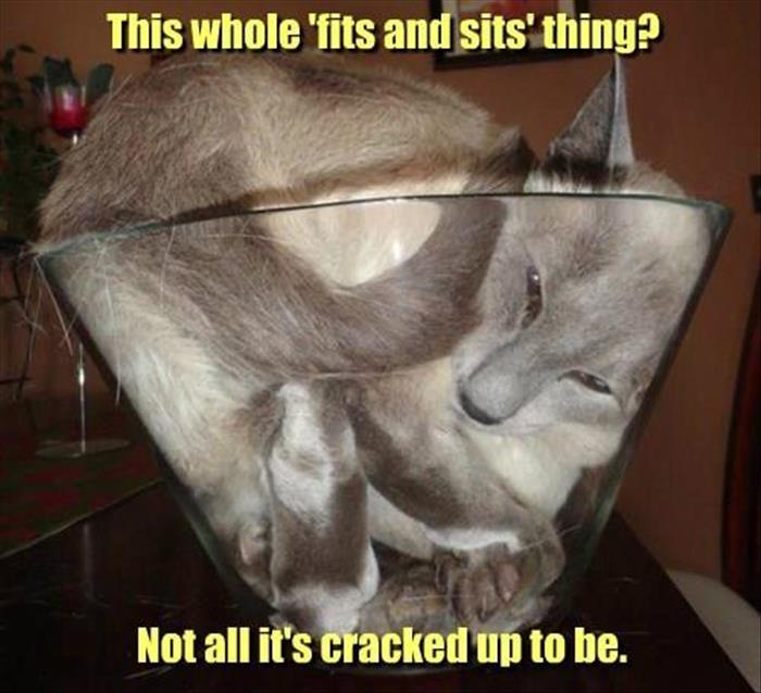 funny animals (5)