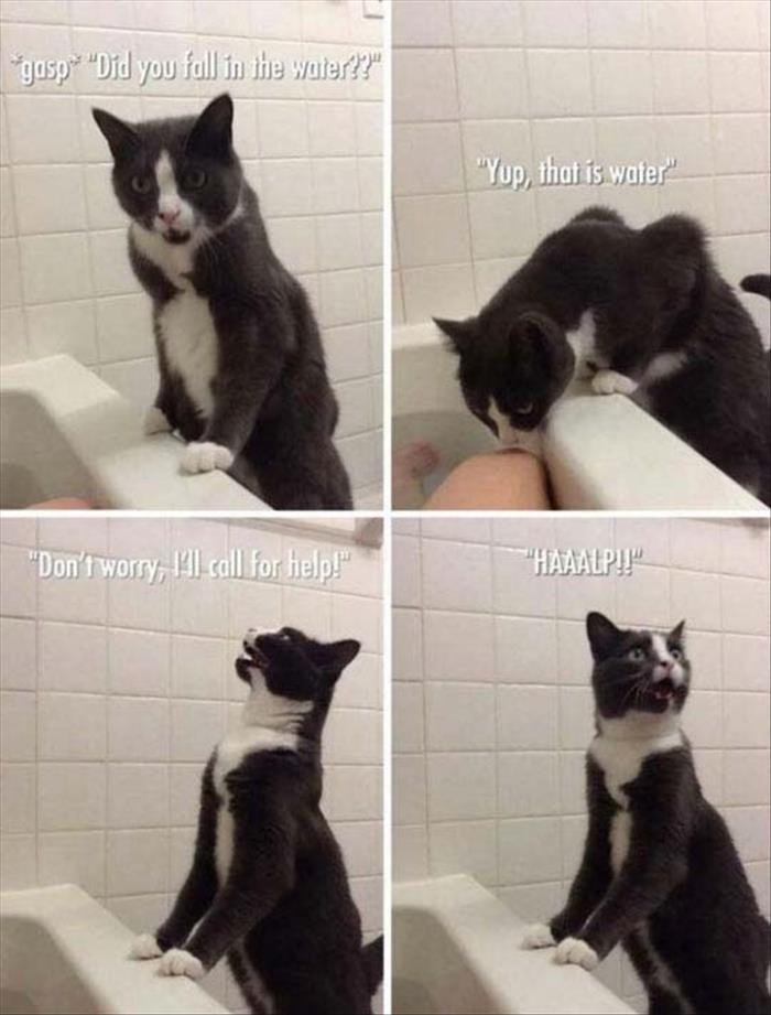 funny-cat-bath-call-water