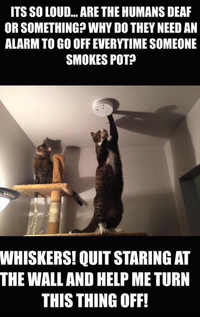 funny cats smoking weed