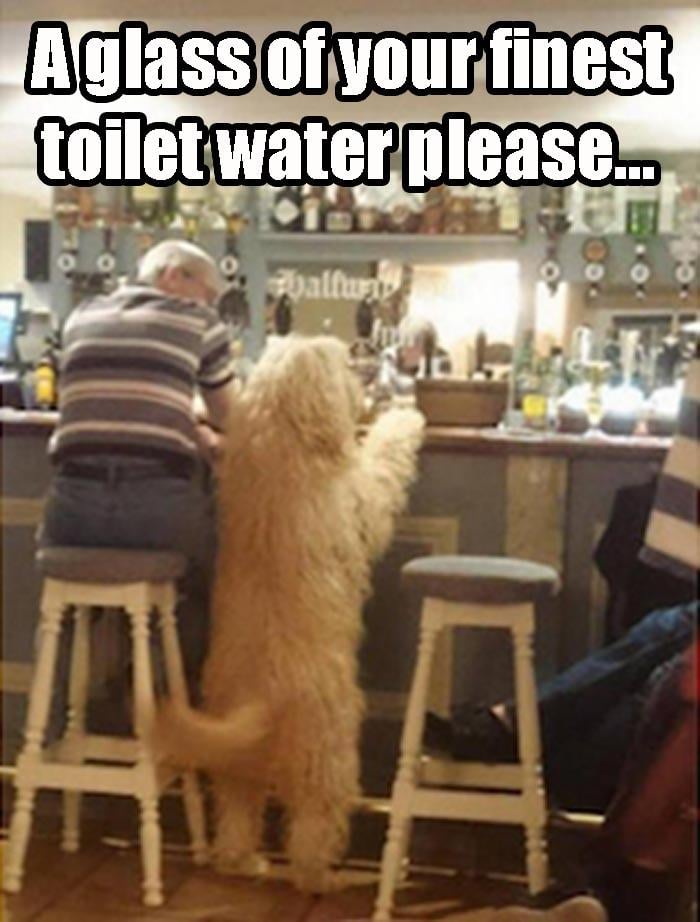 funny toilet water