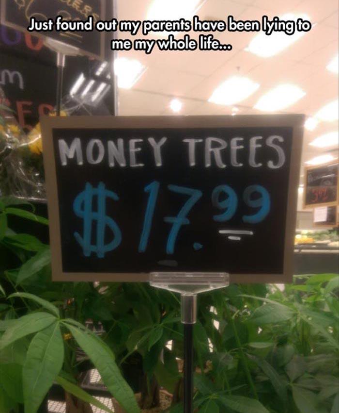 money tree