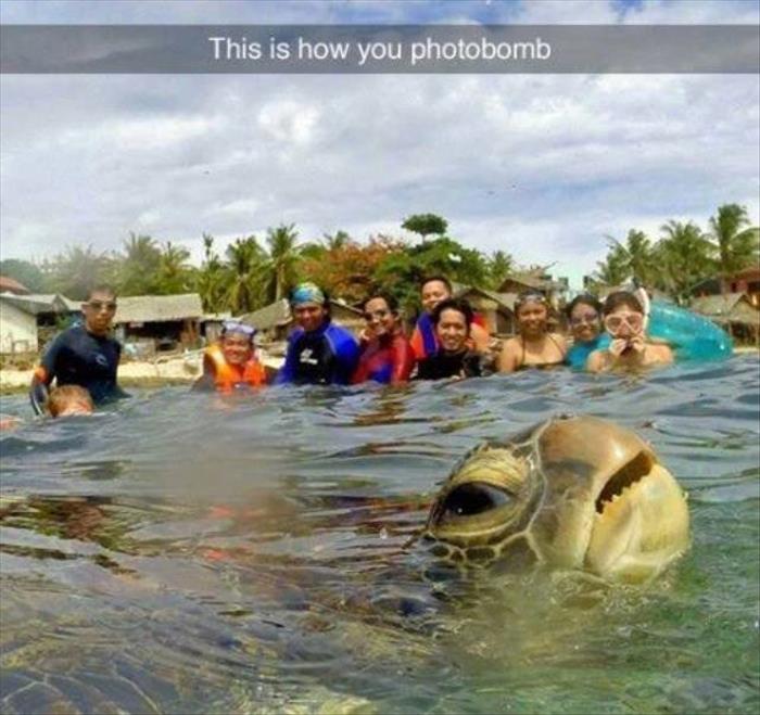 this is how you photobomb