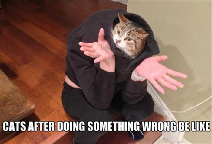 when cats do something wrong