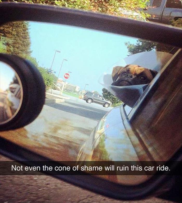 cone of shame