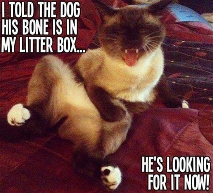 funny animals (15)