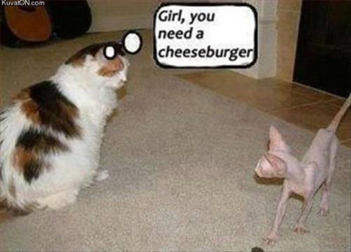 funny animals (4)