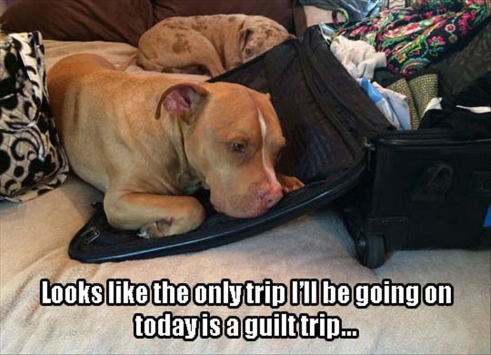 guilty trip