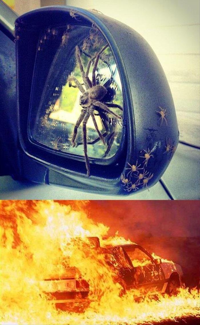 how to kill spiders