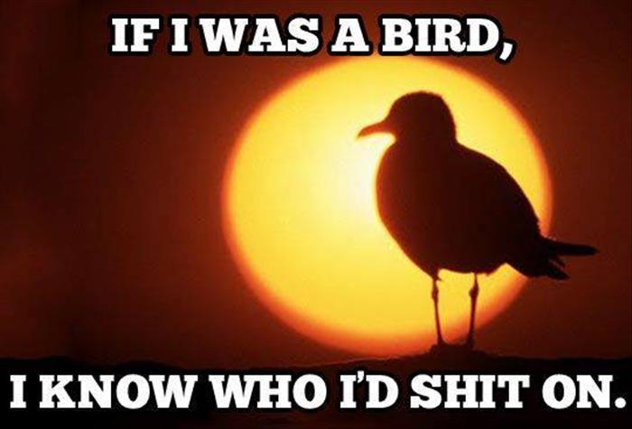 if I was a bird