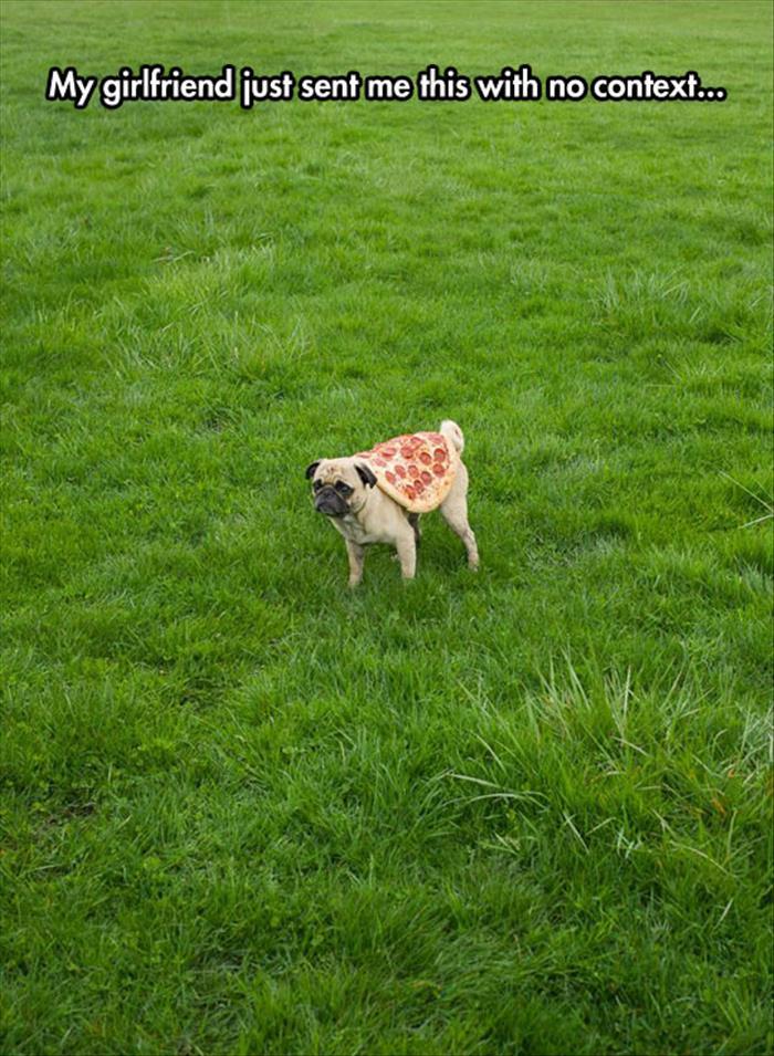 pug pizza dog