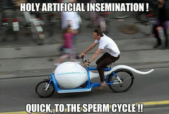 sperm cycle