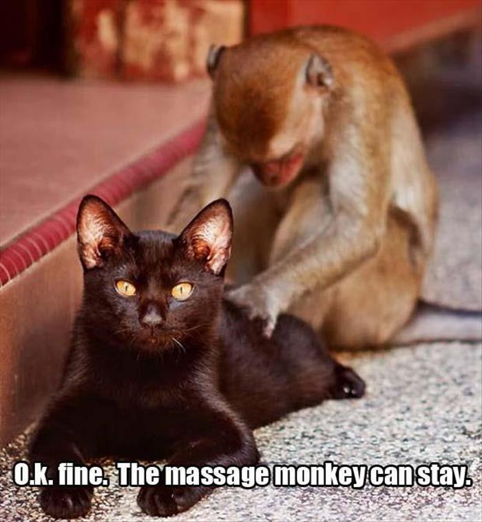 the massage monkey