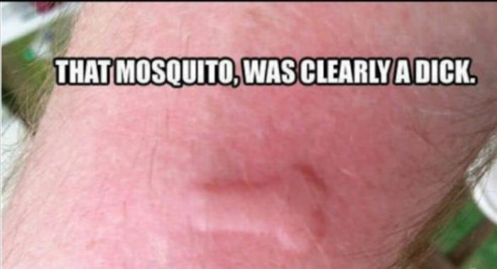 the mosquito