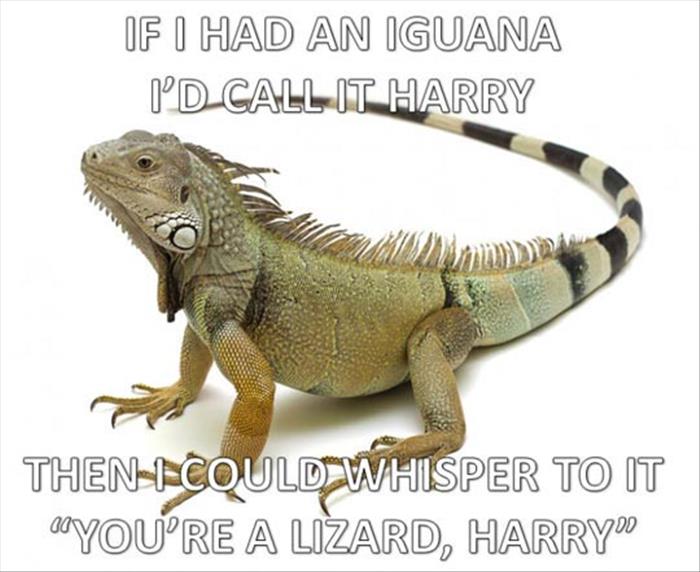 you're a lizard harry