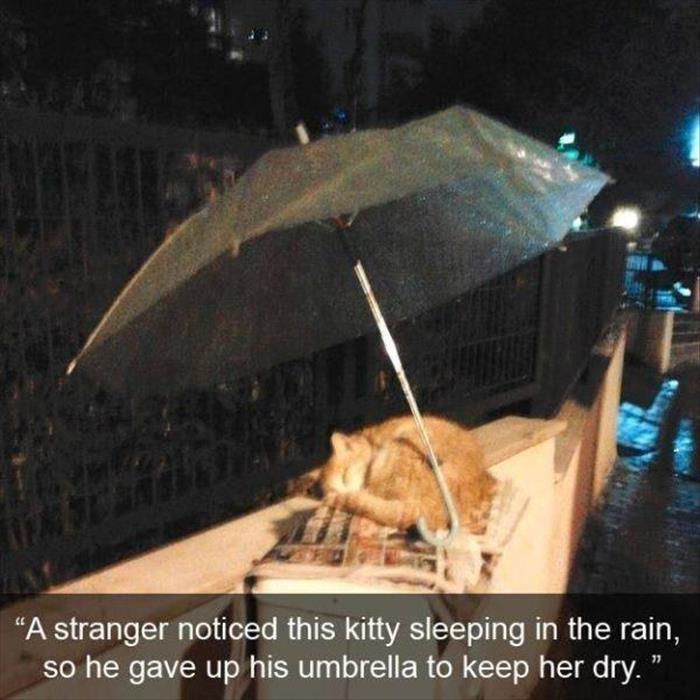 faith in humanity restored (4)