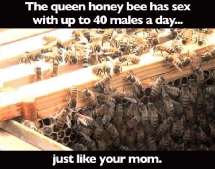 fun bee facts