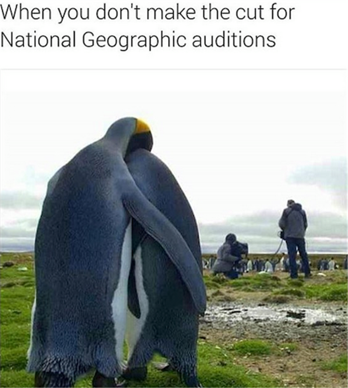 penguins