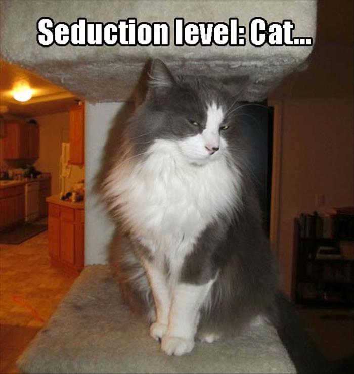 seduction level cat