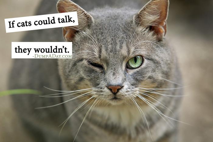 If cats could talk