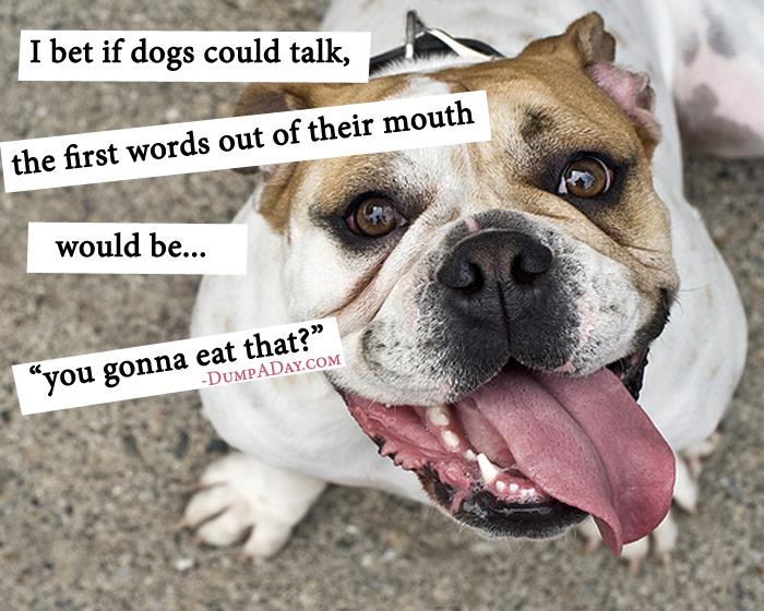 If dogs could talk