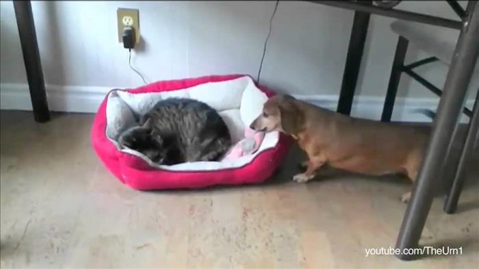 cats and dog beds (12)