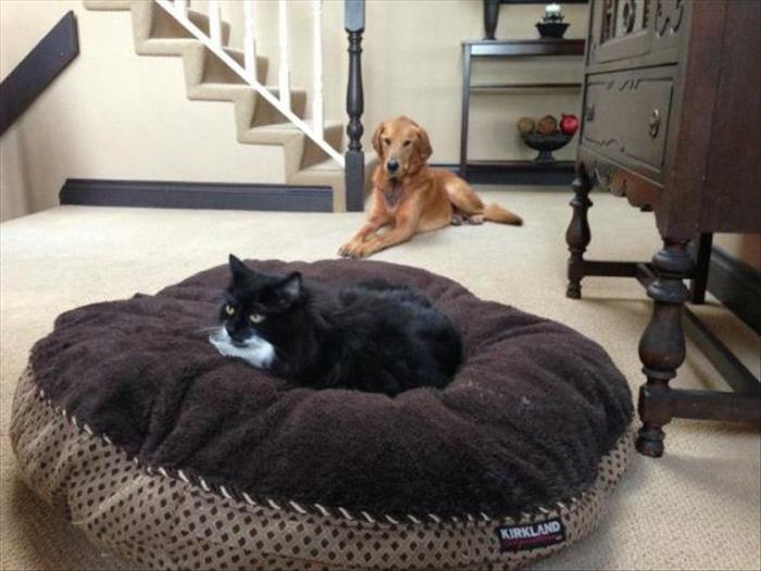 cats and dog beds (19)