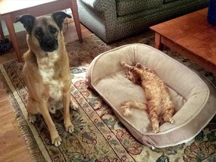 cats and dog beds (21)