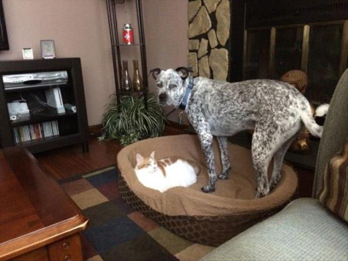 cats and dog beds (3)