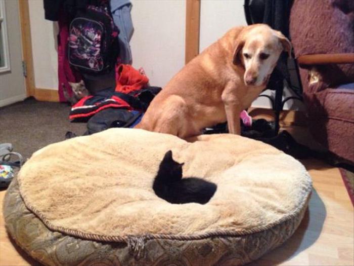 cats and dog beds (5)