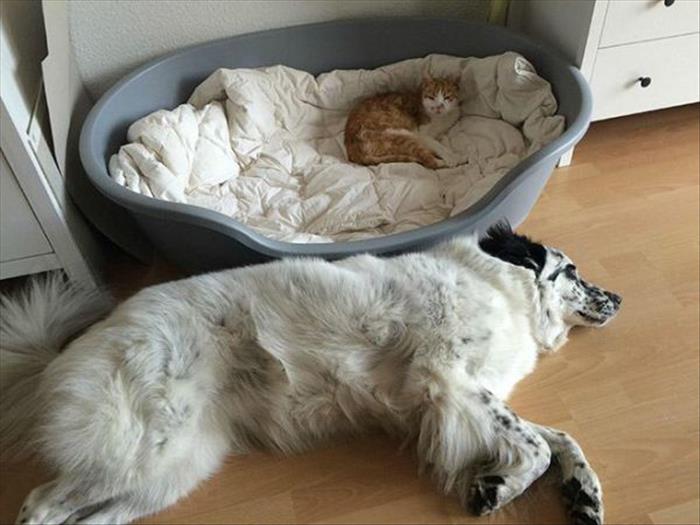 cats and dog beds (7)