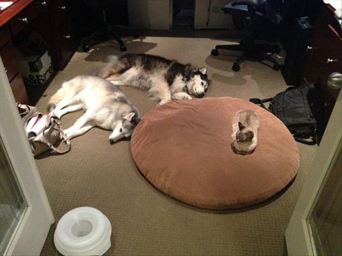 cats and dog beds (8)