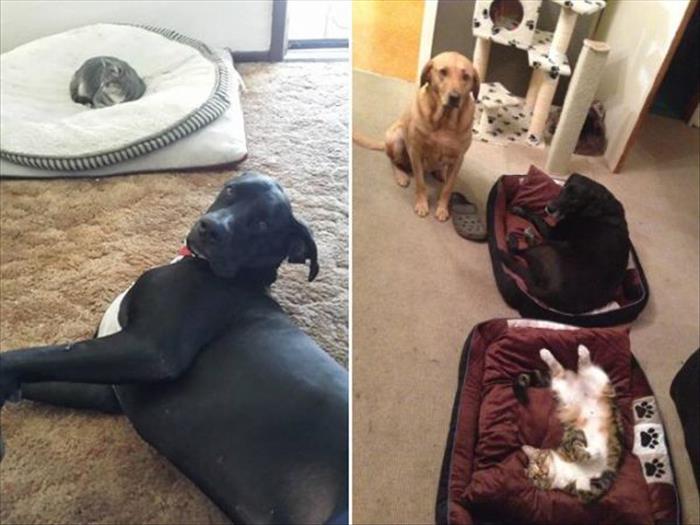 cats and dog beds (9)