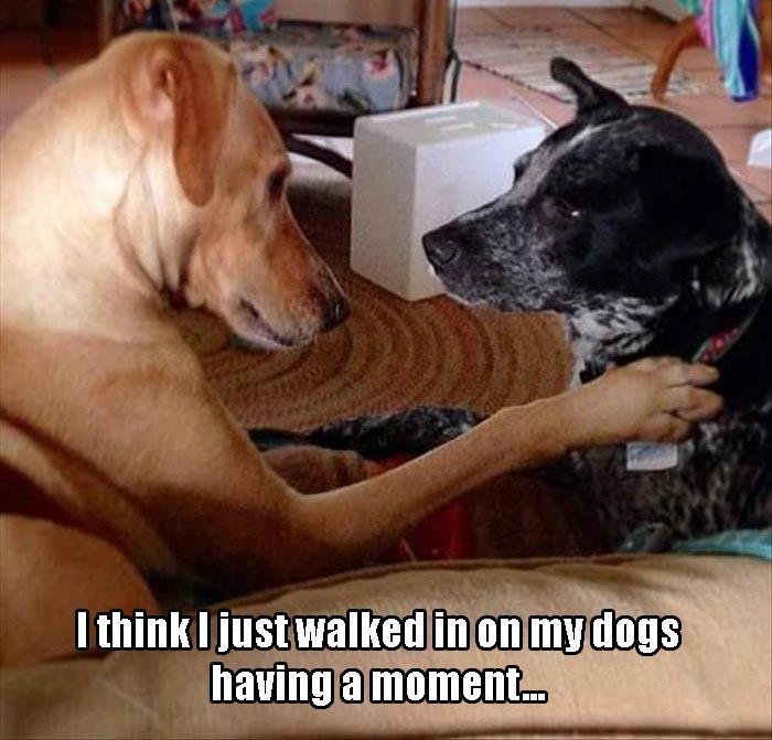 dogs having a moment