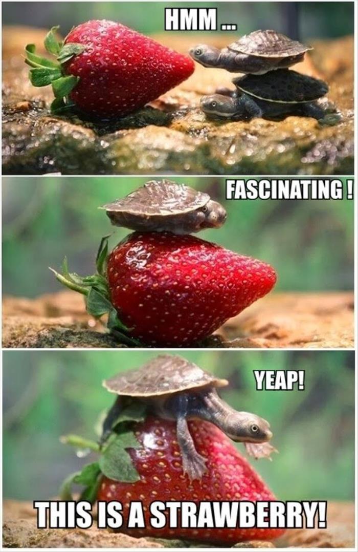 funny animals (366)