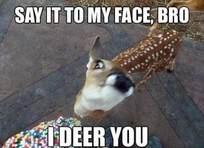 funny animals (498)